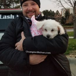 Bichon Frise Puppies from Champion Bichon
