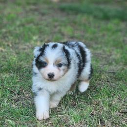 Bling - Blue merle male Australian Shepherd puppy in Leavenworth, Kansas from Silverbrook Australian Shepherds