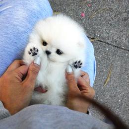 Pomeranian Puppies from Teddy-Faced Teacup Pomeranians