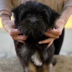 Boy - Black and tan male Lowchen puppy in Lexington, Kentucky from Willowcreek Kennel