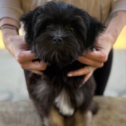 Boy - Black and tan male Lowchen puppy in Lexington, Kentucky from Willowcreek Kennel