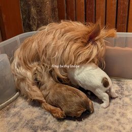 Yorkshire Terrier puppies from Tiny Tushy Lodge