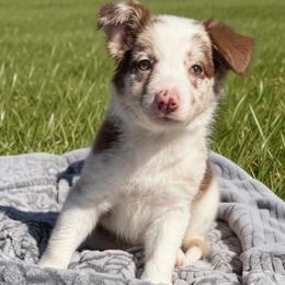 Buttercup - Red merle female Border Collie puppy in East Ellijay, Georgia from Nine Peaks Border Collies