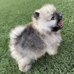 Pomeranian Puppies from Pomeranian Puppy Paradise