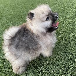 Pomeranian Puppies from Pomeranian Puppy Paradise