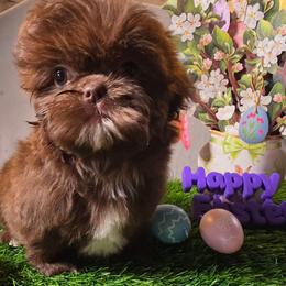 Mia Belle (Eleanor) - Chocolate female Shih Tzu puppy in Brighton, Missouri from Morningstar's Shih Tzu
