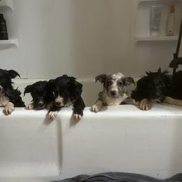 Border Collie Puppies from SoCal/Promise Land Border Collies