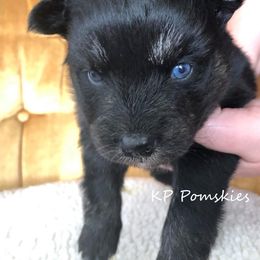 Pomsky Puppies from KP Pomskies LLC