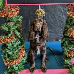 Zelda - Field Spaniel