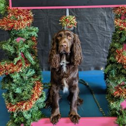 Zelda - Field Spaniel