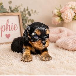 Sophie - Black and tan female Cavalier King Charles Spaniel puppy in Clinton, Oklahoma from Enchanted Spaniels