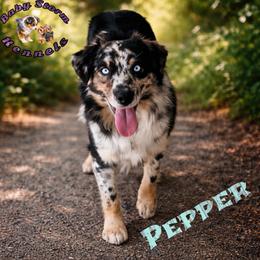 Pepper - Miniature Australian Shepherd