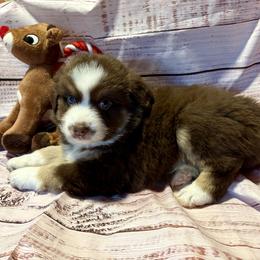 Rudolph - Red tri male Miniature Australian Shepherd puppy in Port Saint Lucie, Florida from Charlene Brannon's Mini Australian Shepherds