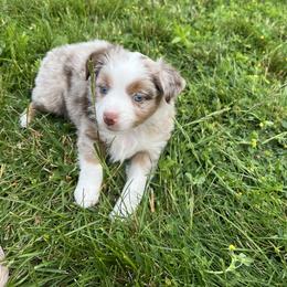 Molly - Red merle female Miniature American Shepherd puppy in Troy, Ohio from Wiggle Wags Miniature American Shepherds