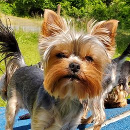 Priscilla - Yorkshire Terrier