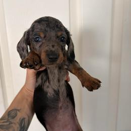 Bella - Dapple female Dachshund puppy in Conroe, Texas from R&M Dachshunds
