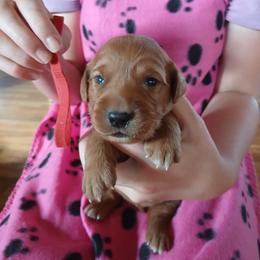 Red - Dark golden female Golden Retriever puppy in Lanesboro, Minnesota from Eagle Ridge Golden Retrievers