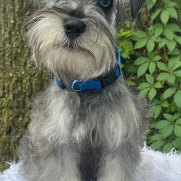 Miniature Schnauzers from Kiki’s Schnauzers