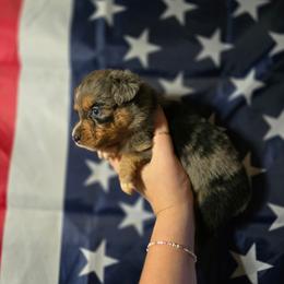 Wraith - Blue merle male Miniature Australian Shepherd puppy in Arlington, Texas from CopperHead Aussies