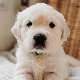 Golden Retriever Puppies from Indy's God Given Goldens