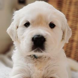 Golden Retriever Puppies from Indy's God Given Goldens