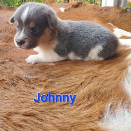 Johnny - Gray and white male American Corgi puppy in Shawnee, Oklahoma from Sunray Ranch