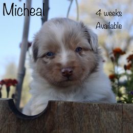 Miniature Australian Shepherd Puppies from Lavish Luxuries Mini and Toy Australian Shepherds
