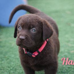 Harbor - Chocolate female Labrador Retriever puppy in Morriston, Florida from Penny Lane Labradors