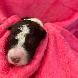 Bernedoodle and Labradoodle Puppies from Huser Doodle