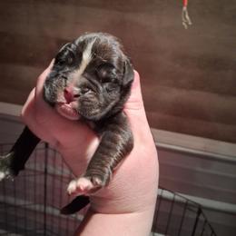 Girl 1 - Brindle female Boxer puppy in Pikeville, Kentucky from Boxers of Whispered Wishes