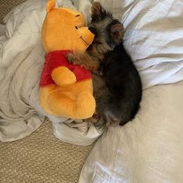 Yorkshire Terrier Puppies from Happy Little Yorkies