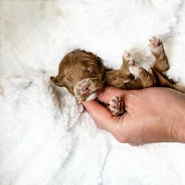 Australian Labradoodle, Bernedoodle, and Cavapoo Puppies from Doodles of Oz