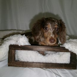 Dachshund Puppies from Doxies of 661