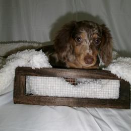 Dachshund Puppies from Doxies of 661