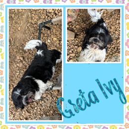 Greta - Shih Tzu