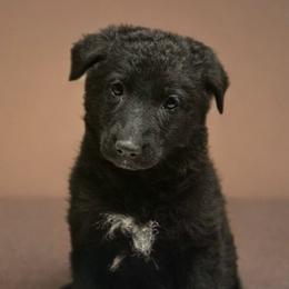 Aqua - Yuli - Black female German Shepherd puppy in Iola, Wisconsin from Aus Hütehunde German Shepherds