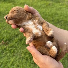 Blue - Red male Cavapoo puppy in Wesson, Mississippi from Southern Country Doodles