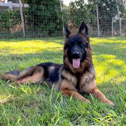 Pandora - Black and red female German Shepherd puppy in Stockton, California from Zaragoza German Shepherds