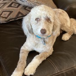 Natasha  - Aussiedoodle