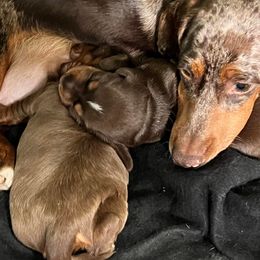 Dachshund Puppies from Regan's Divas