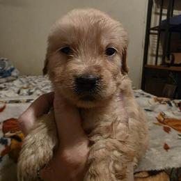 Boy 5 - Golden male Golden Retriever puppy in Lawtey, Florida from Rise and Shine Goldens