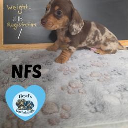 Milo - Dapple male Dachshund puppy in Hoquiam, Washington from Heyd's Mini Dachshunds