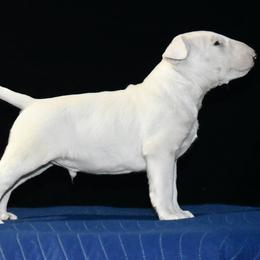 Tank SHOW HOUSE ONLY - White male Bull Terrier puppy in Cincinnati, Ohio from HP BULL’S