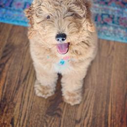 Assorted Doodle Crosses Puppies from Southern Star Goldendoodles