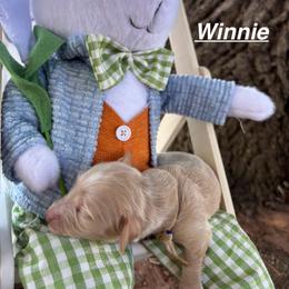 Winnie - Cream female Dachshund puppy in Wichita Falls, Texas from Long Dogs in The Falls