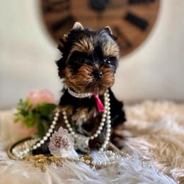 Azalea 4,813 - Black and tan female Yorkshire Terrier puppy in Pittsburg, California from Crystal Garden Yorkies