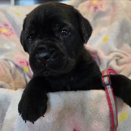 Pink Collar - Black female Cane Corso puppy in Pylesville, Maryland from Safe Haven Cane Corso
