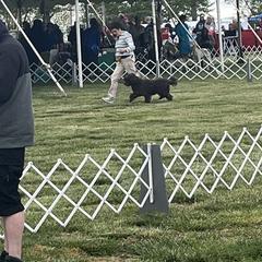 Spanish Water Dog Puppies from Highview Spanish Water Dogs, LLC