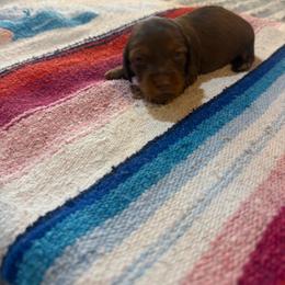 Kolter - Chocolate and tan male Dachshund puppy in Cabool, Missouri from Hidden Valley Farms