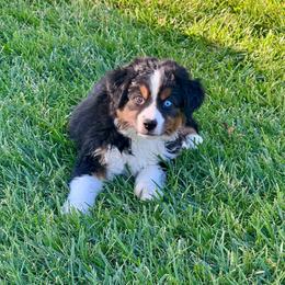 Coal - Black tri male Miniature Australian Shepherd puppy in California from Eagle River Aussies